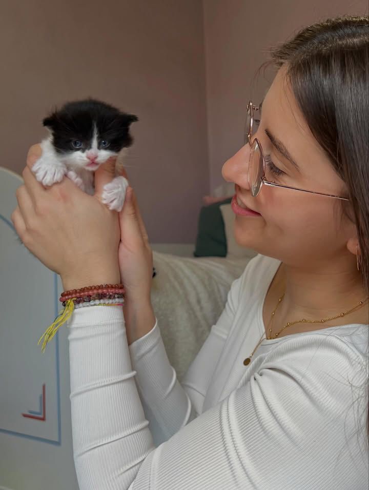 Kitten playing