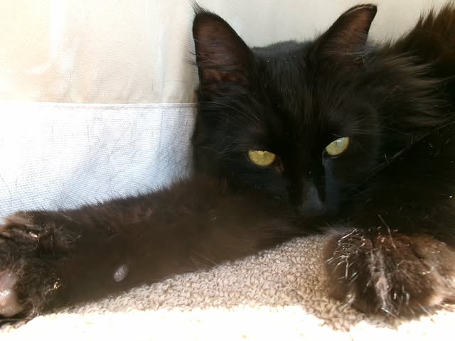 Adopted kitten resting
