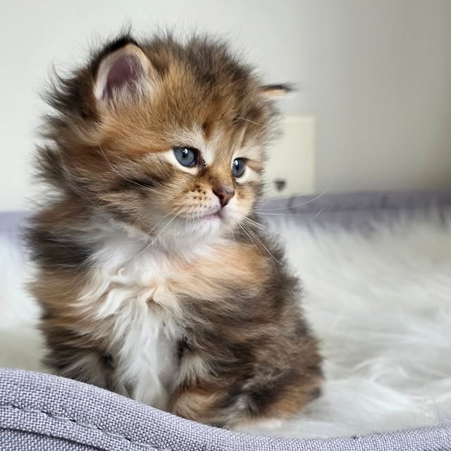 Gentle kitten