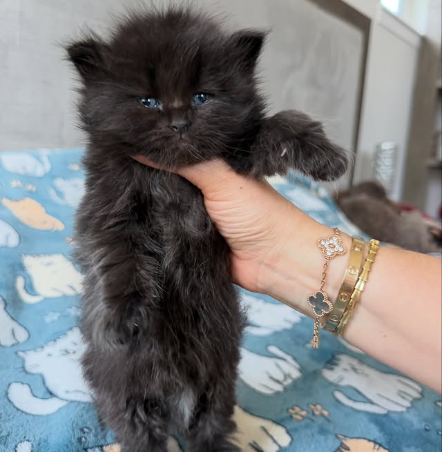 Adoption moment